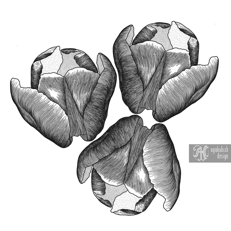 Tulipan rycina grafika botaniczna